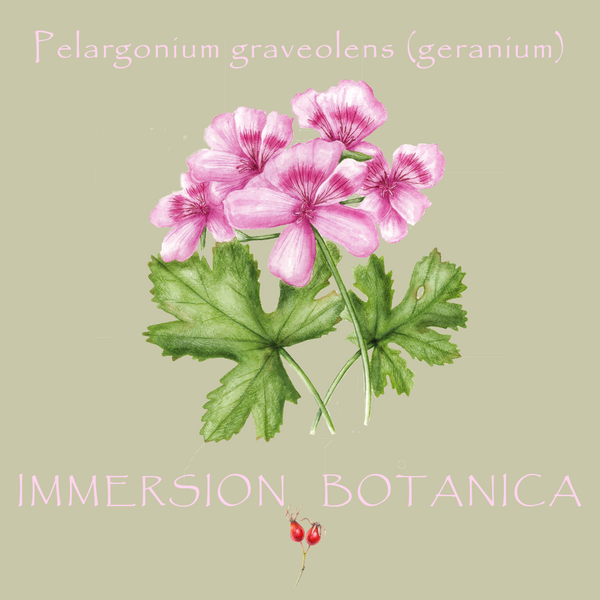 Pelargonium graveolens (geranium)